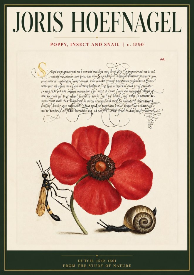 Joris Hoefnagel Poppy, Wasp & Snail No5 - Póster