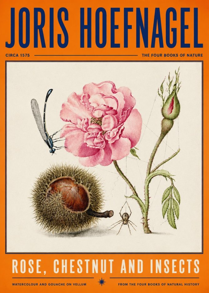 Joris Hoefnagel Rose, Chestnut and Insects No4 - Póster