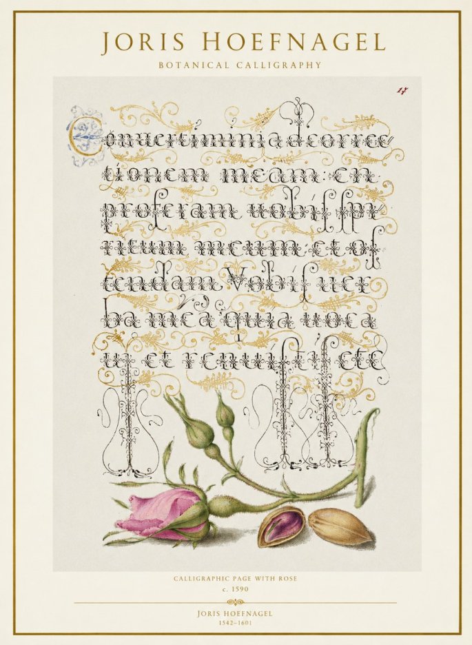 Joris Hoefnagel Calligraphic Page with Rose No1 - Póster