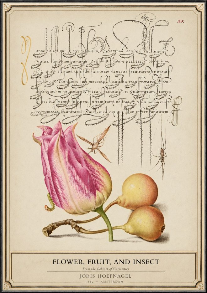 Joris Hoefnagel Tulip and Fruits with Insects No6 - Póster