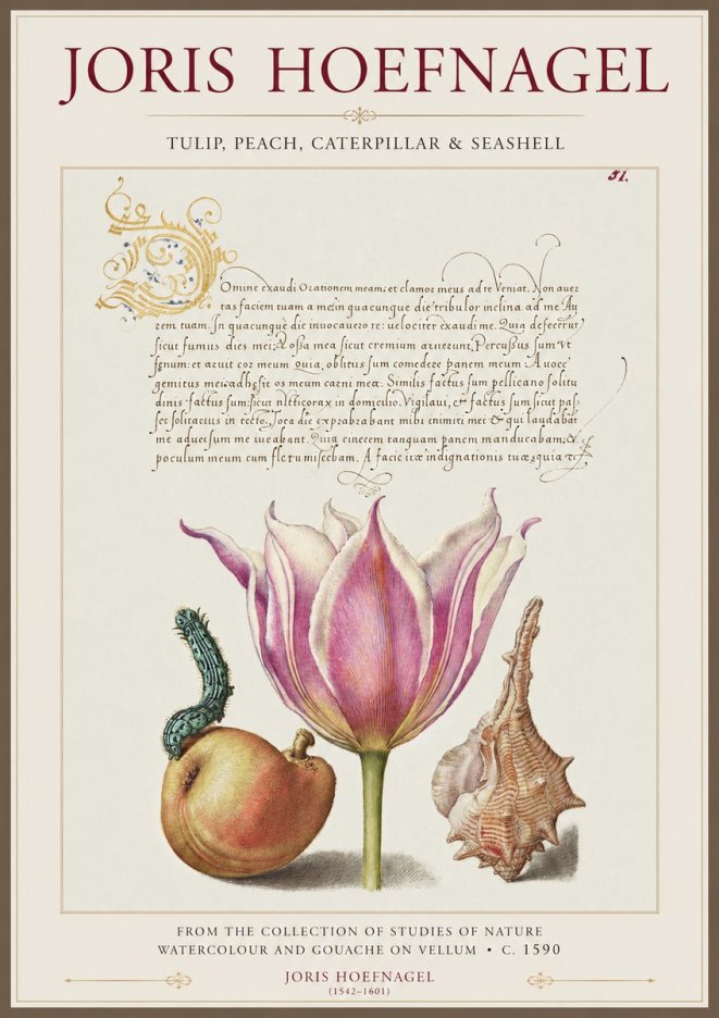Joris Hoefnagel Tulip, Peach, Caterpillar & Seashell No1 - Póster