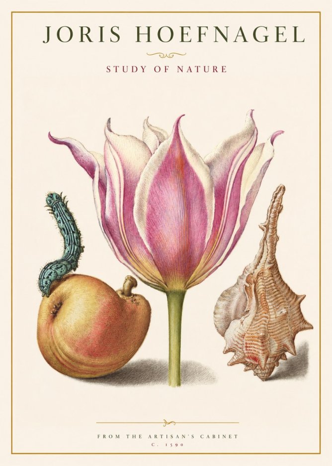 Joris Hoefnagel Tulip, Peach, Caterpillar & Seashell No2 - Póster