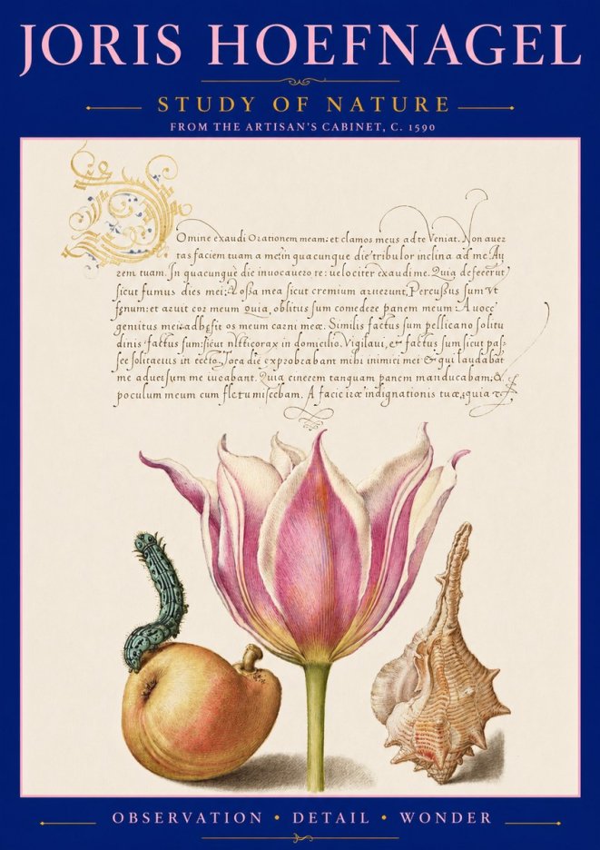 Joris Hoefnagel Tulip, Peach, Caterpillar & Seashell No3 - Póster