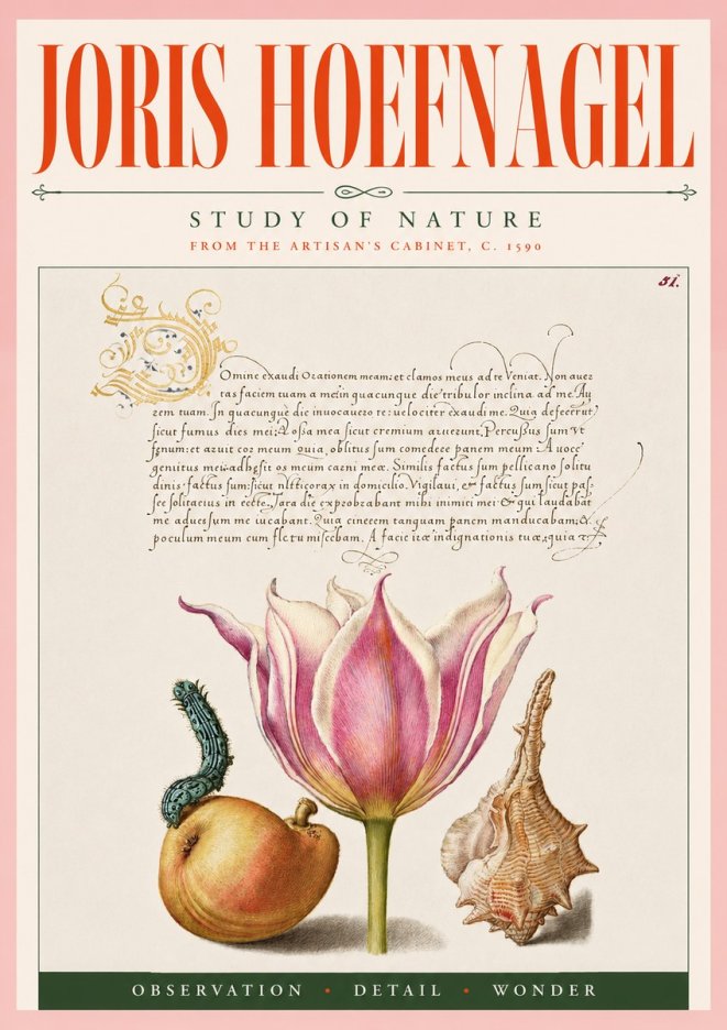 Joris Hoefnagel Tulip, Peach, Caterpillar & Seashell No5 - Póster