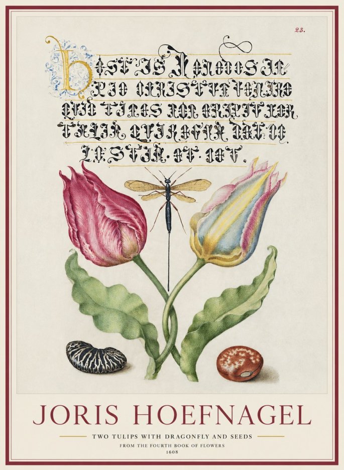 Joris Hoefnagel Two Tulips with Dragonfly and Seeds No1 - Póster