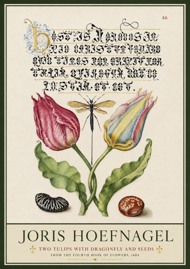 Joris Hoefnagel Two Tulips with Dragonfly and Seeds No3 - Póster