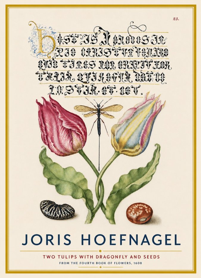 Joris Hoefnagel Two Tulips with Dragonfly and Seeds No4 - Póster