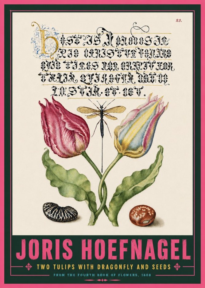 Joris Hoefnagel Two Tulips with Dragonfly and Seeds No5 - Póster