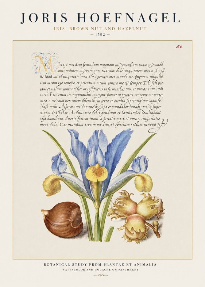 Joris Hoefnagel Iris, Brown Nut and Hazelnut No1 - Póster