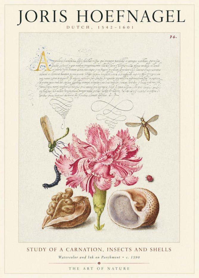 Joris Hoefnagel Study of a Carnation, Insects and Shells No1 - Póster