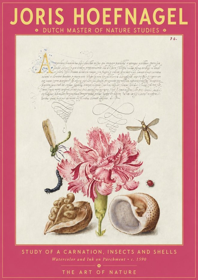 Joris Hoefnagel Study of a Carnation, Insects and Shells No2 - Póster