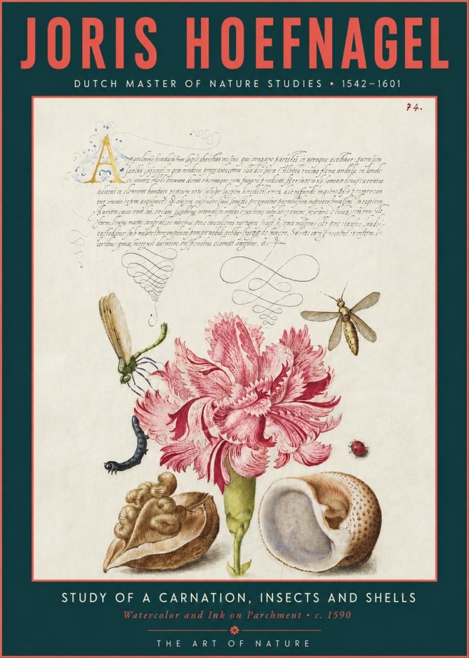 Joris Hoefnagel Study of a Carnation, Insects and Shells No3 - Póster