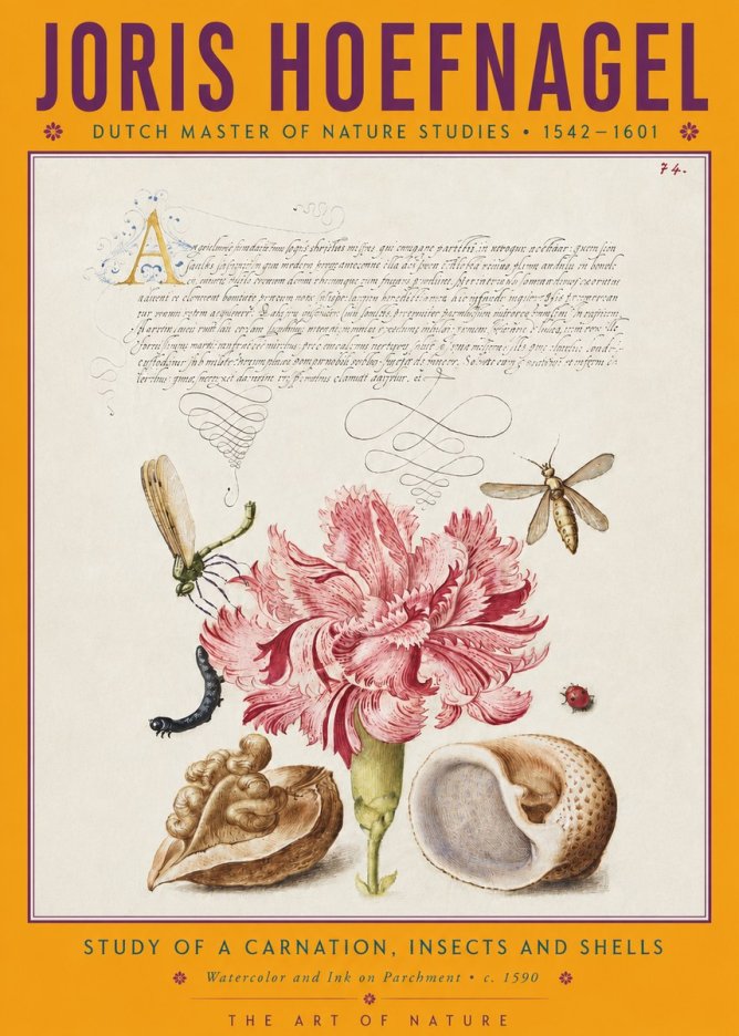 Joris Hoefnagel Study of a Carnation, Insects and Shells No4 - Póster