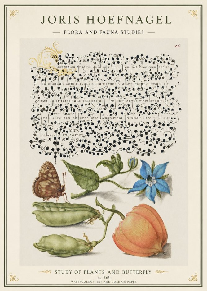 Joris Hoefnagel Study of Plants and Butterfly No1 - Póster