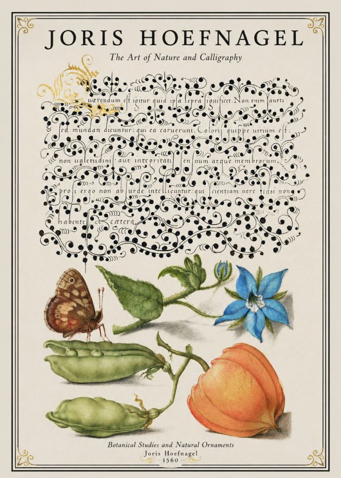 Joris Hoefnagel Study of Plants and Butterfly No2 - Póster