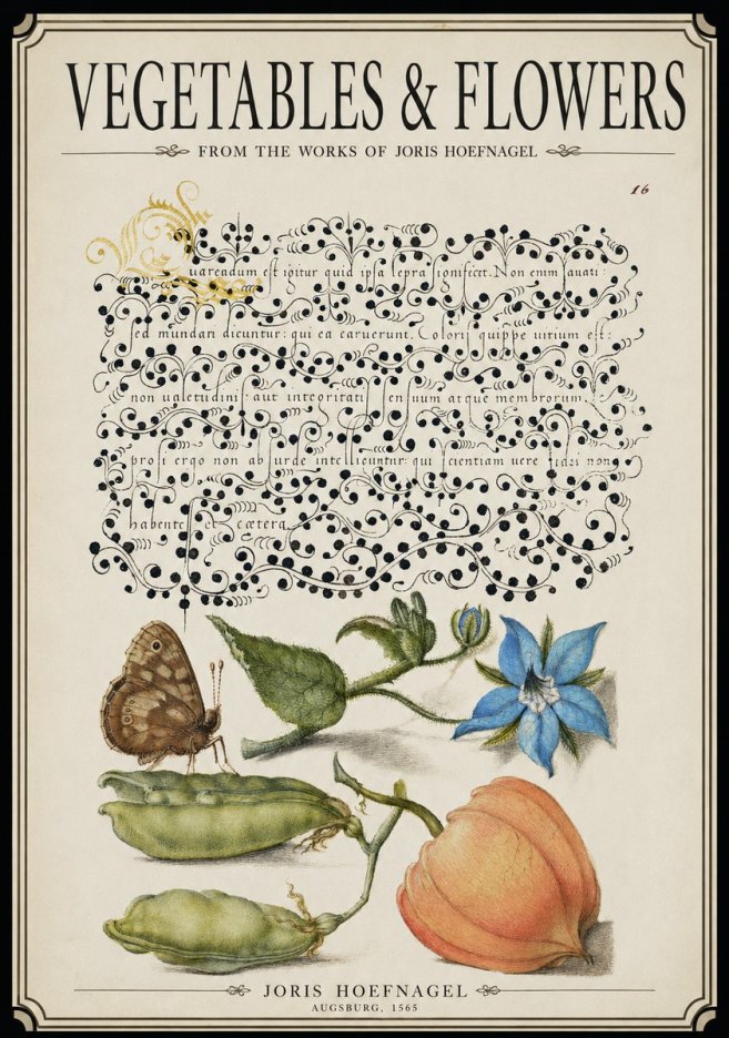 Joris Hoefnagel Study of Plants and Butterfly No3 - Póster