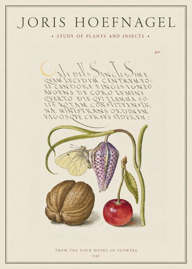 Joris Hoefnagel Study of Plants and Insects No1 - Póster
