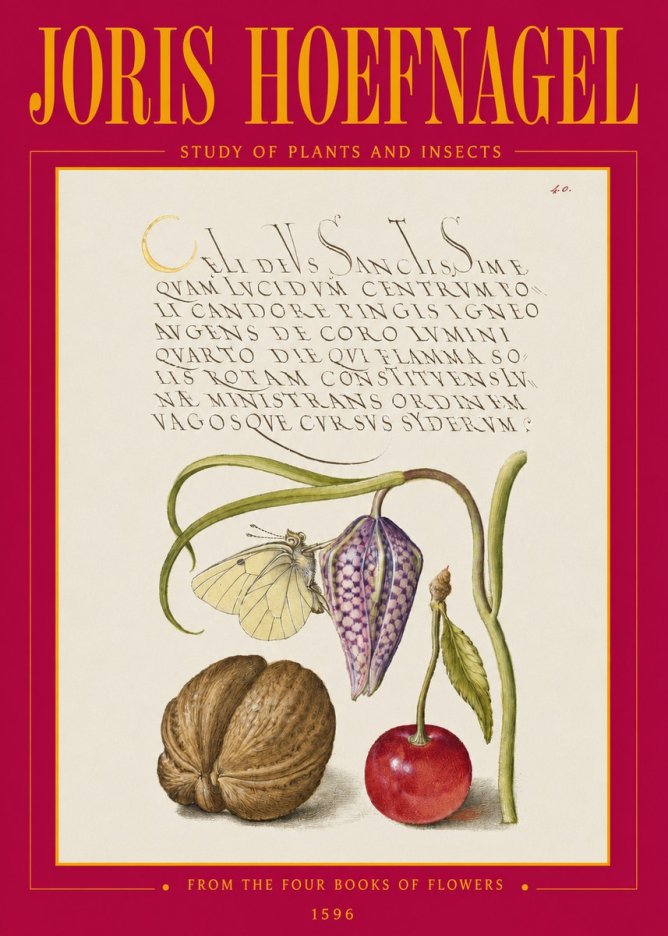 Joris Hoefnagel Study of Plants and Insects No3 - Póster