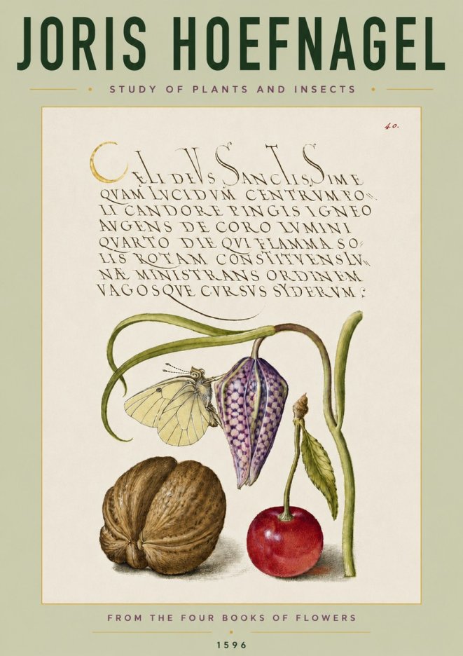 Joris Hoefnagel Study of Plants and Insects No4 - Póster