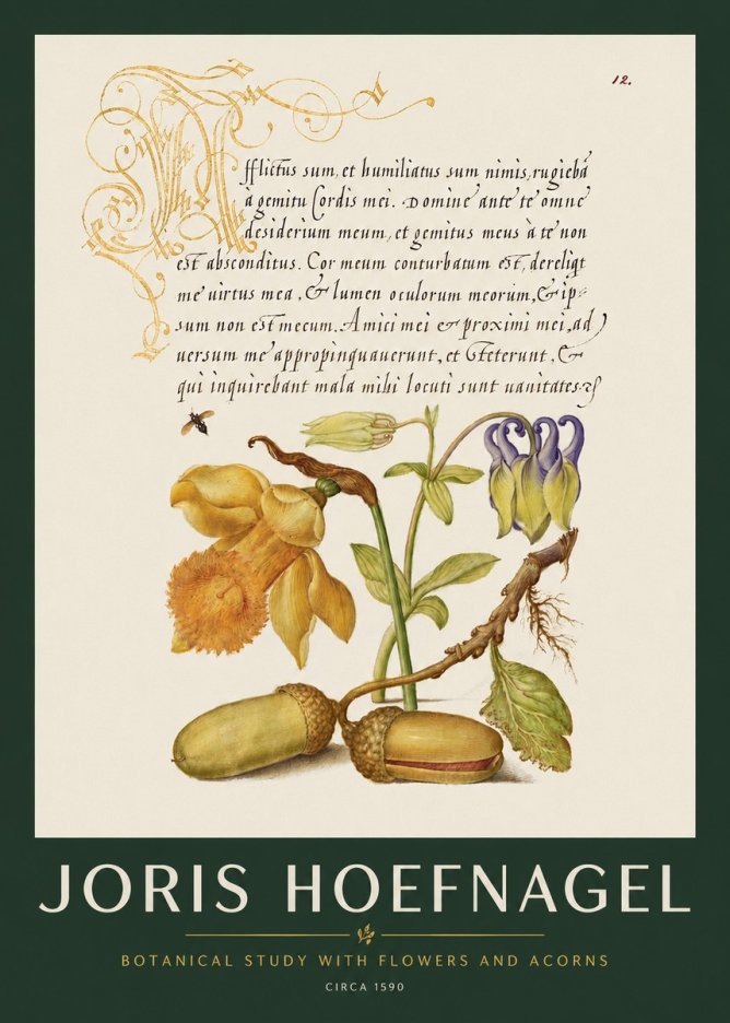 Joris Hoefnagel Illuminated Manuscript with Flowers and Acorns No3 - Póster