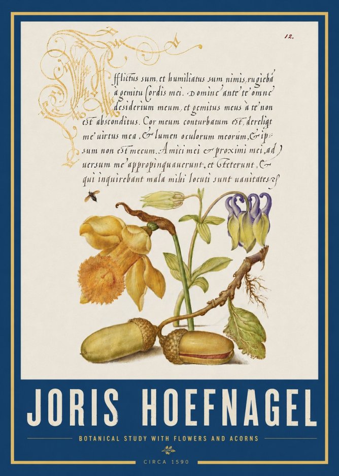 Joris Hoefnagel Illuminated Manuscript with Flowers and Acorns No4 - Póster