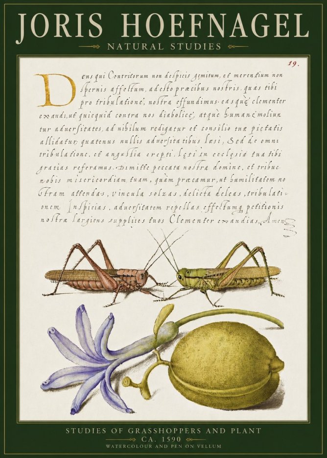 Joris Hoefnagel Studies of Grasshoppers and Plant No2 - Póster