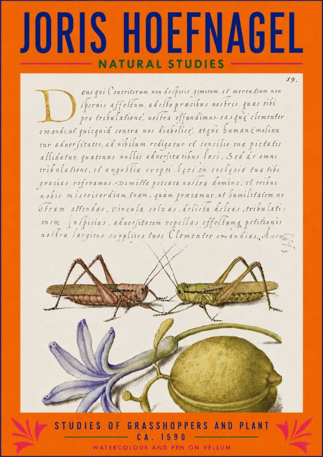 Joris Hoefnagel Studies of Grasshoppers and Plant No3 - Póster