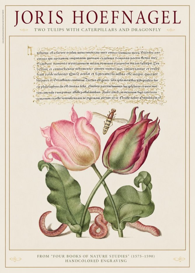 Joris Hoefnagel Two Tulips with Caterpillars and Dragonfly No1 - Póster