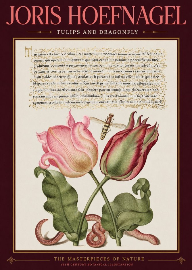 Joris Hoefnagel Two Tulips with Caterpillars and Dragonfly No3 - Póster