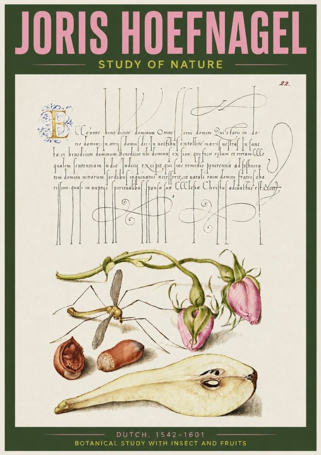 Joris Hoefnagel Studies of Plants, Insects and Fruits No4 - Póster