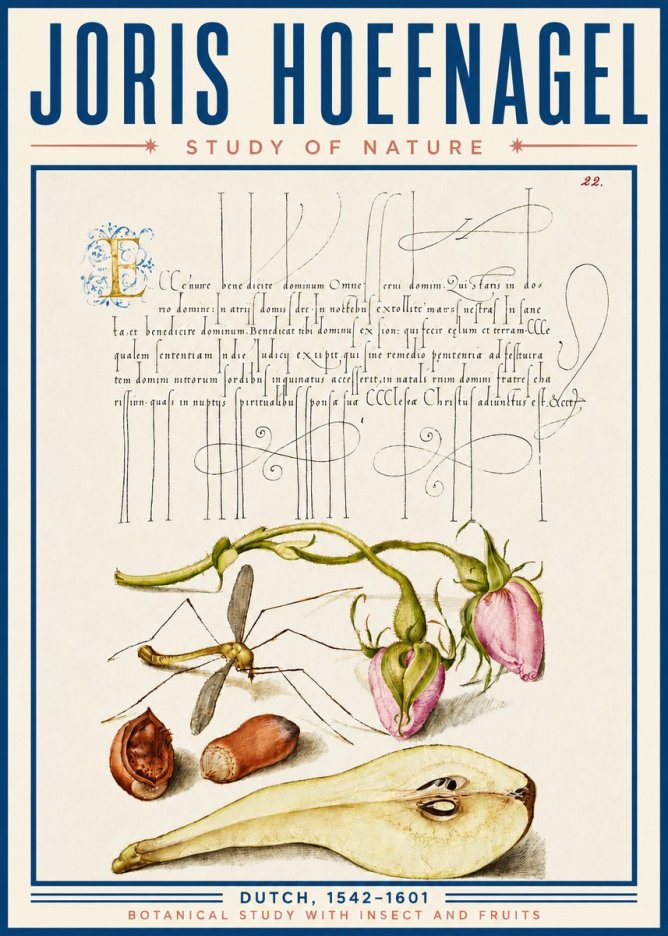 Joris Hoefnagel Studies of Plants, Insects and Fruits No6 - Póster
