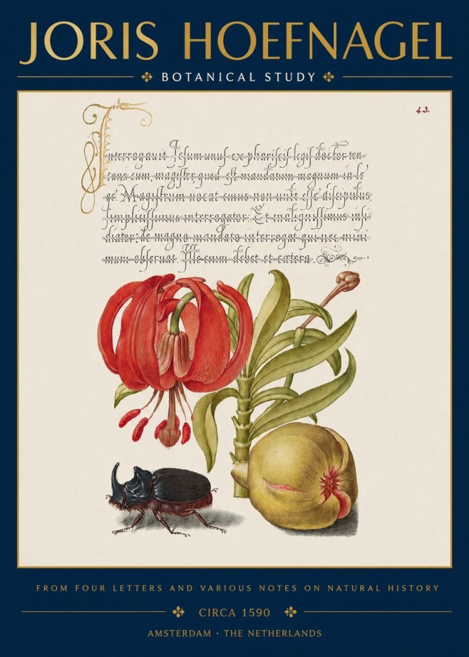 Joris Hoefnagel Botanical Study II No3 - Póster