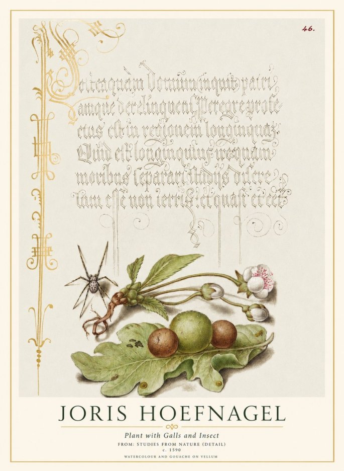 Joris Hoefnagel Plant with Galls and Insect No1 - Póster