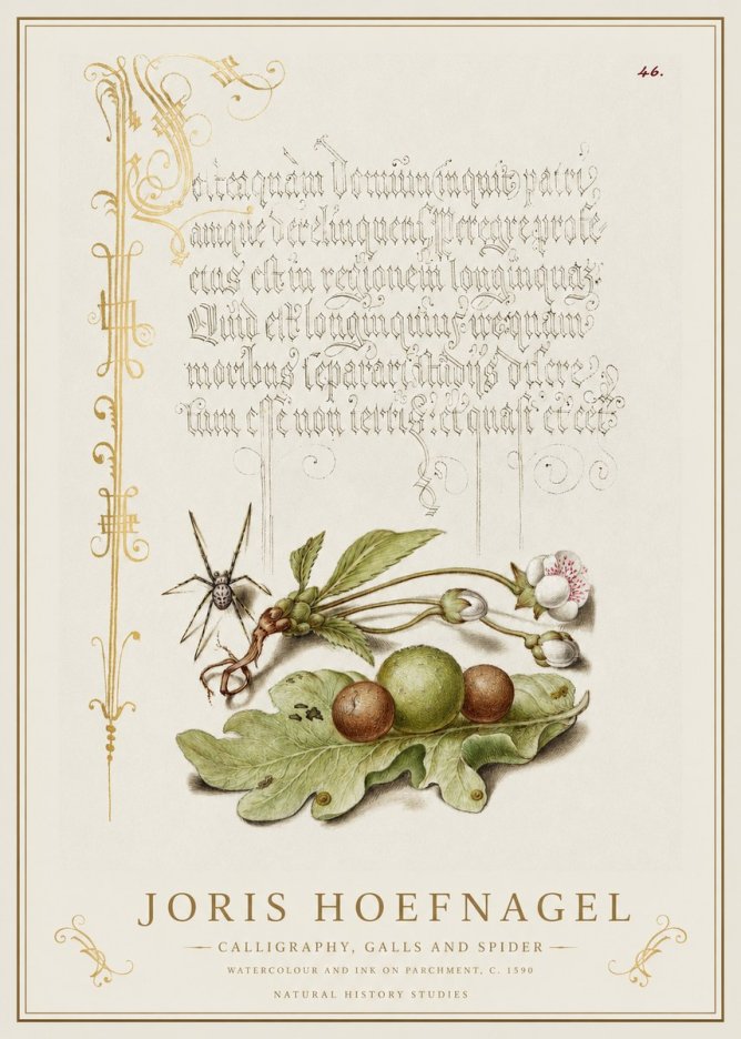 Joris Hoefnagel Plant with Galls and Insect No2 - Póster