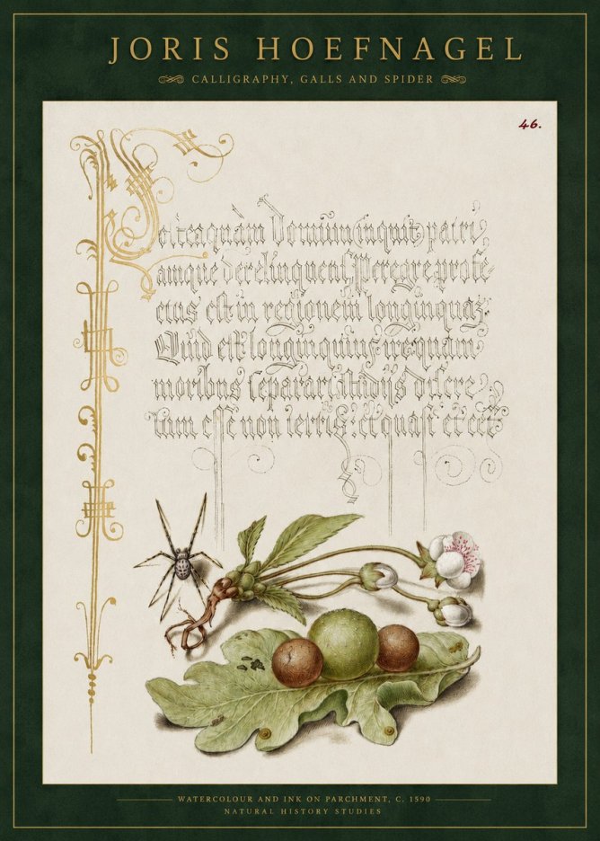Joris Hoefnagel Plant with Galls and Insect No3 - Póster