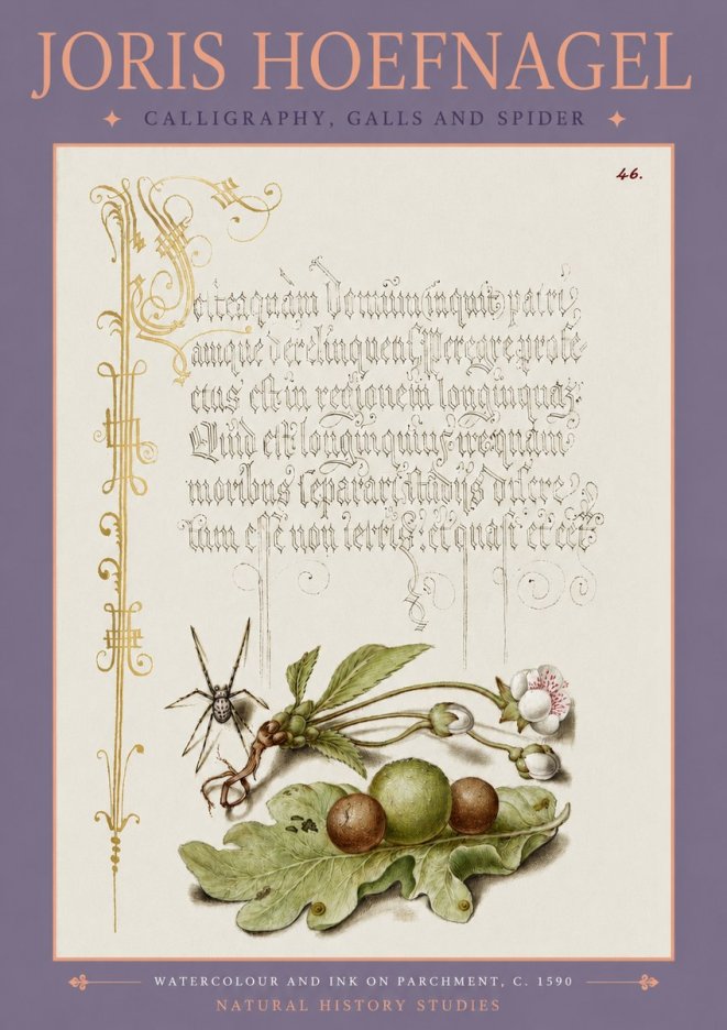 Joris Hoefnagel Plant with Galls and Insect No4 - Póster
