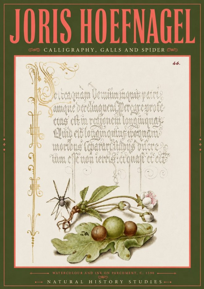 Joris Hoefnagel Plant with Galls and Insect No6 - Póster