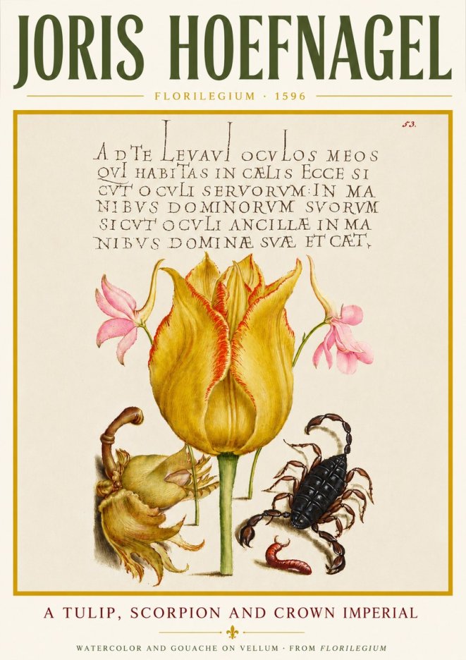 Joris Hoefnagel A Tulip, Scorpion and Crown Imperial No4 - Póster