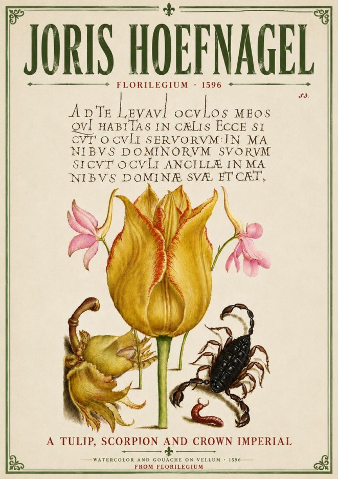 Joris Hoefnagel A Tulip, Scorpion and Crown Imperial No6 - Póster