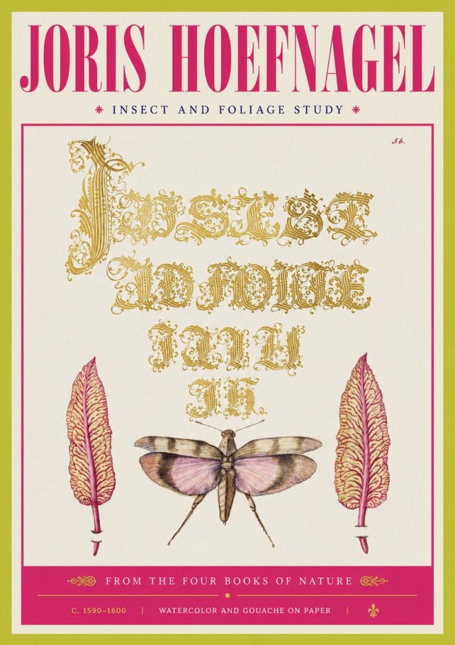 Joris Hoefnagel Insect and Foliage Study No4 - Póster