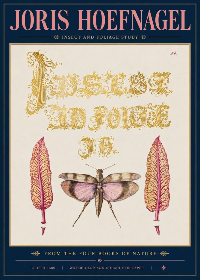 Joris Hoefnagel Insect and Foliage Study No5 - Póster