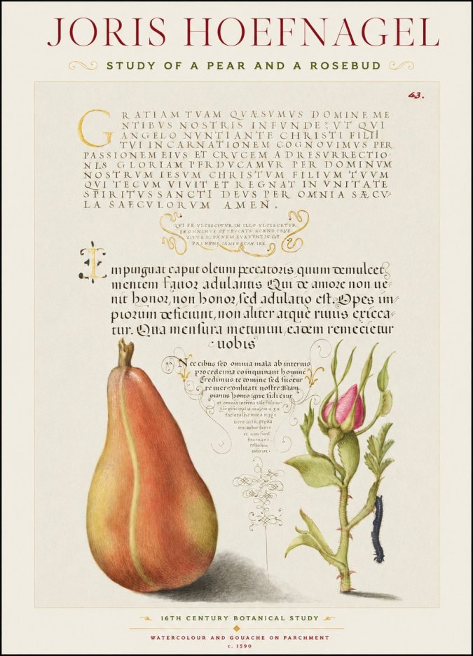 Joris Hoefnagel Aphorisms with Pear and Rose No3 - Póster