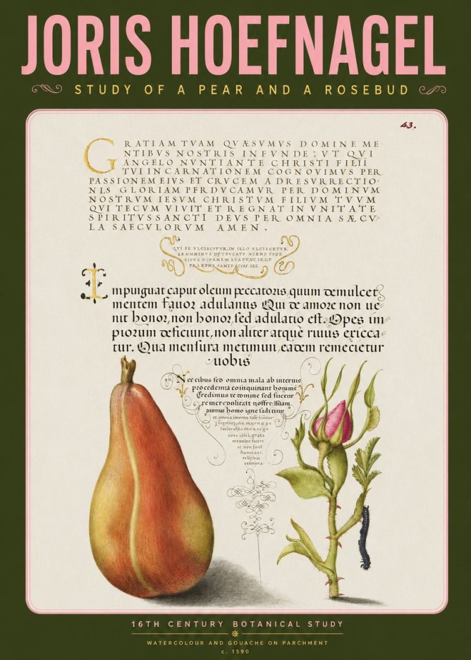 Joris Hoefnagel Aphorisms with Pear and Rose No4 - Póster