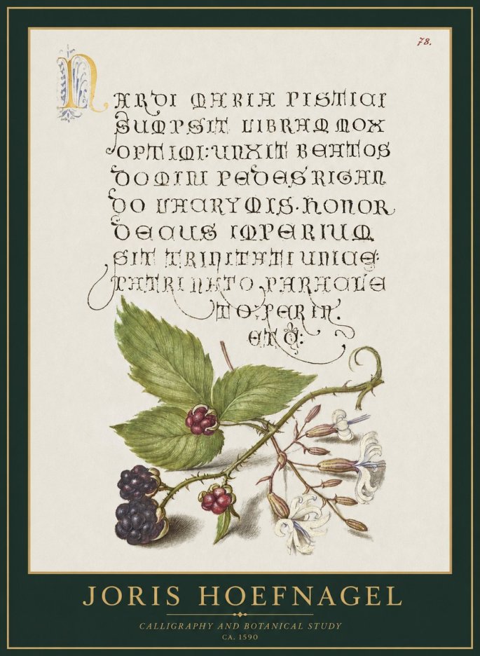 Joris Hoefnagel Calligraphy and Botanical Study II No1 - Póster