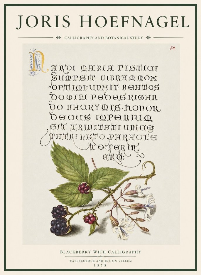 Joris Hoefnagel Calligraphy and Botanical Study II No5 - Póster
