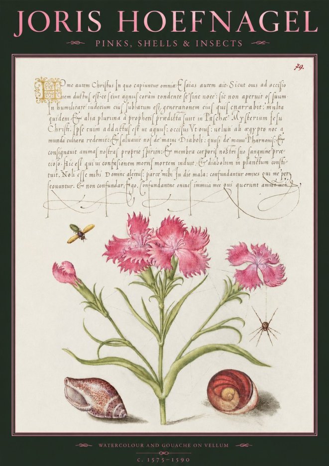 Joris Hoefnagel Pinks, Shells & Insects No2 - Póster