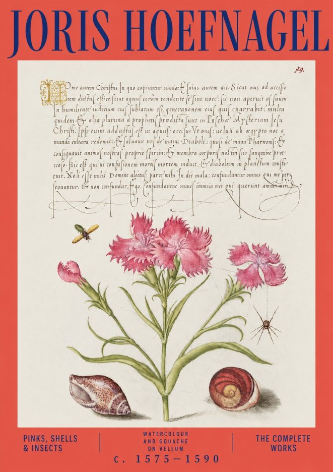 Joris Hoefnagel Pinks, Shells & Insects No3 - Póster