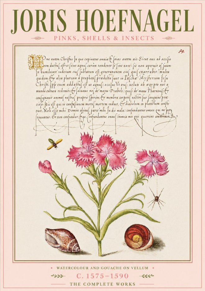 Joris Hoefnagel Pinks, Shells & Insects No6 - Póster