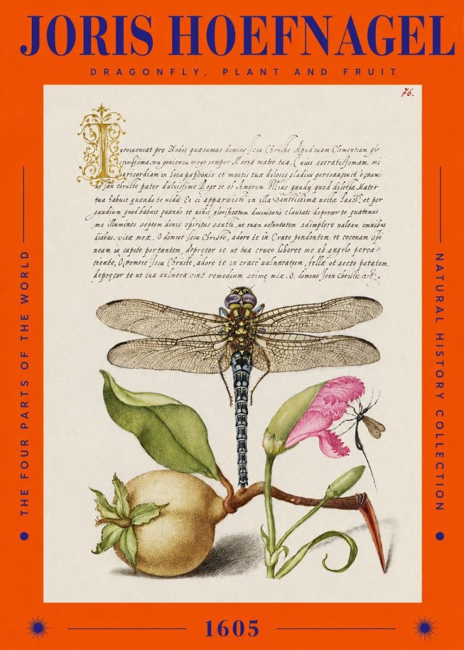 Joris Hoefnagel Dragonfly, Plant and Fruit No2 - Póster