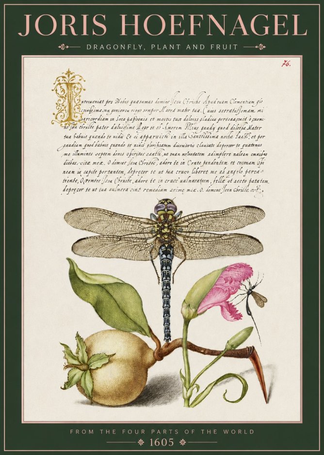Joris Hoefnagel Dragonfly, Plant and Fruit No3 - Póster